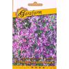 Kép 1/2 - Garafarm Estike /Evening Scented Stock/