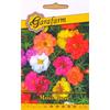 Kép 1/2 - Garafarm Porcsinrózsa színkeverék /Moss Rose/