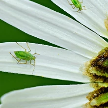 Irtószerek, állatcsapdák