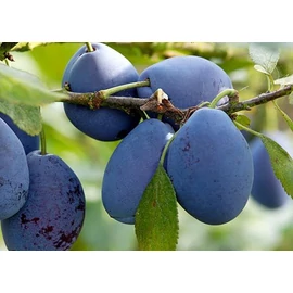 Stanley szilvafa - Prunus domestica "Stanley"