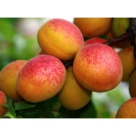 Rózsakajszi C1406 kajszibarackfa - Prunus armeniaca "Rózsakajszi C1406"