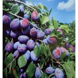 Besztercei NM122 szilvafa - Prunus domestica "Besztercei Nm 122"