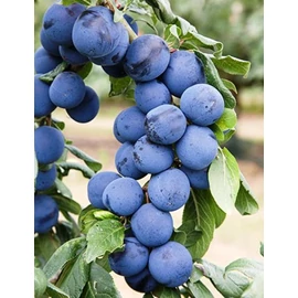 Nemtudom P3 (bio) szilvafa - Prunus domestica "Nemtudom P3"