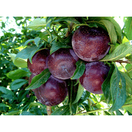 Angelino szilvafa - Prunus domestica "Angelino"