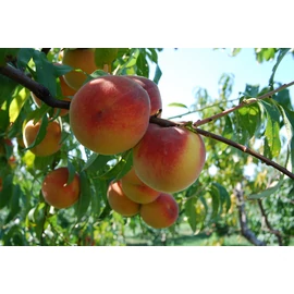 Cresthaven őszibarackfa - Prunus Persica "Cresthaven"