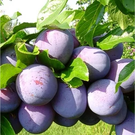 Althann ringló szilvafa - Prunus domestica "Althann ringló"