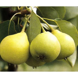 Arabitka rezisztens körtefa - Pyrus communis "Arabitka"