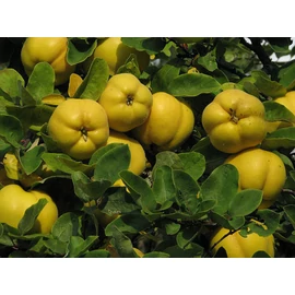 Bereczki bőtermő birsfa - Cydonia oblonga "Bereczki bőtermő"