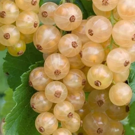 Blanka fehér ribiszke - bokor