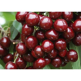 Bigarreau burlat cseresznyefa - Prunus avium "Bigarreau Burlat"