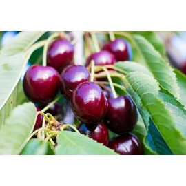 Carmen cseresznyefa - Prunus avium "Carmen"