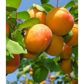 Ceglédi óriás kajszibarackfa - Prunus armeniaca "Ceglédi Óriás"