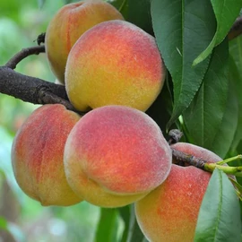 Champion őszibarackfa - Prunus Persica "Champion"