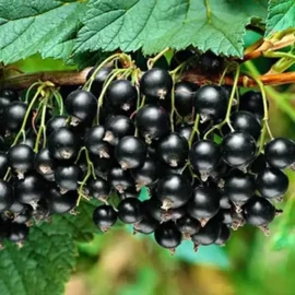 Dorottya fekete ribiszke - bokor