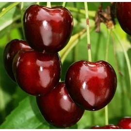 Germersdorfi 3 cseresznyefa - Prunus avium "Germersdorfi 3"
