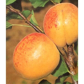 Gönci magyar kajszibarackfa - Prunus armeniaca "Gönci magyar"
