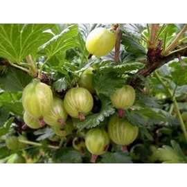 Zöld győztes magastörzsű köszméte/egres