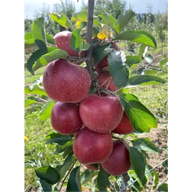 Red Jonaprince almafa - Malus domestica ''Red Jonaprince''