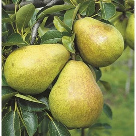 Vilmos körtefa - Pyrus communis "Vilmos"