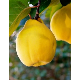 Vranja birsfa - Cydonia oblonga "Vranja"