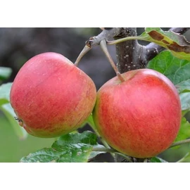 Éva almafa - Malus domestica "Éva"