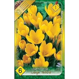 Crocus vernus Large Yellow Nagyvirágú kerti krókusz - sárga 6 db