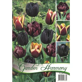 Garden Harmony tulipán hagyma kollekció - fekete 3x5db