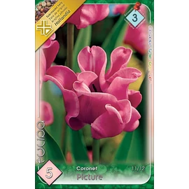 Coronet Picture Tulipán - 5 db
