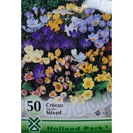 Krókusz virághagyma - Crocus Species mixed 50 db-os