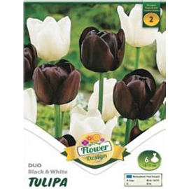 Tulipán Duó fekete-fehér - 6 db