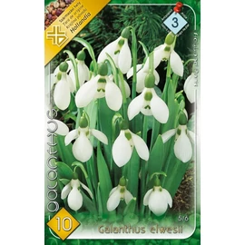 Galanthus elwesii Pompás hóvirág - 10 db