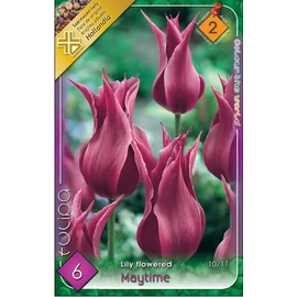 Tulipán Maytime - 6 db