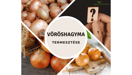 A hagymafélék termesztésének titka - A Vöröshagyma