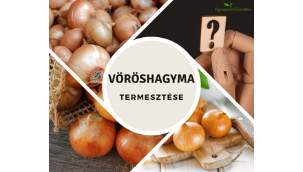 A hagymafélék termesztésének titka - A Vöröshagyma