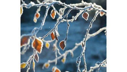 Egy enyhébb tél után a mínuszok miatt veszélyben vannak-e a gyümölcsfáink? Mit tegyünk?