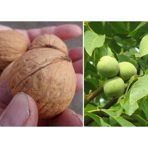 Milotai 10 diófa (konténeres) - Juglans Regia "Milotai 10"