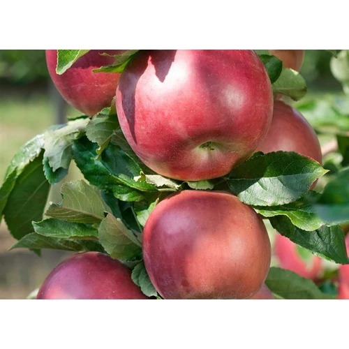 Idared almafa - Malus domestica ''Idared''