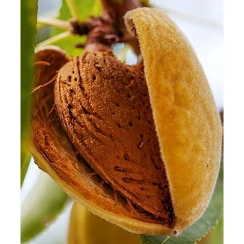 Tétényi bőtermő mandulafa - Prunus amygdalus "Tétényi bőtermő"