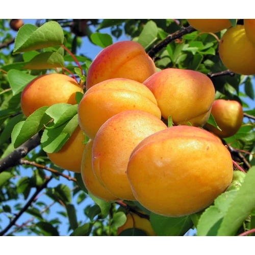 Mandulakajszi kajszibarackfa - Prunus armeniaca "Mandulakajszi"