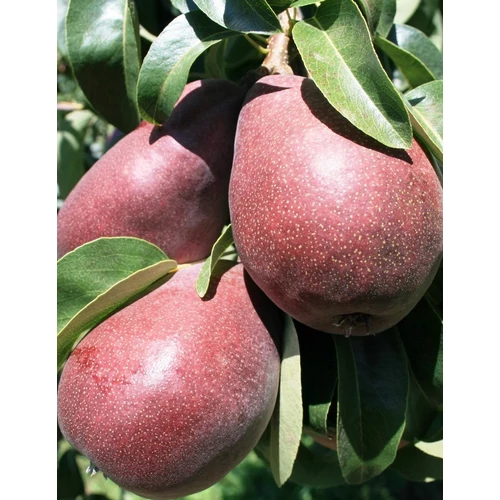 Piros Clapp körtefa - Pyrus communis "Piros Clapp"