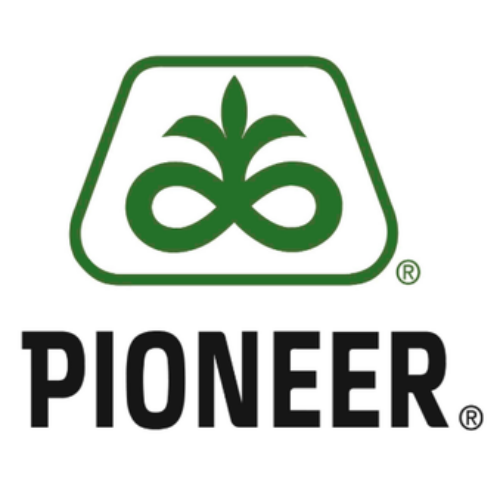 Pioneer P9241 FAO:340 Kukorica vetőmag