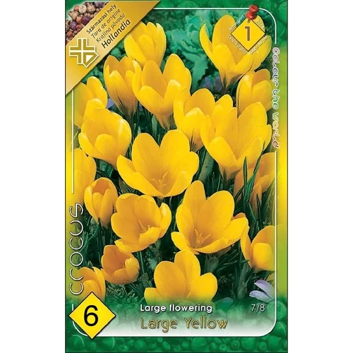 Crocus vernus Large Yellow Nagyvirágú kerti krókusz - sárga 6 db