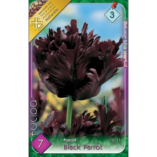 Black Parrot Papagájvirágú tulipán - 7 db