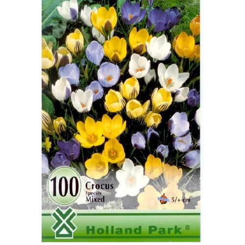 Crocus Species mixed krókusz színkeverék - 100 db