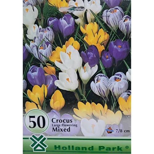 Krókusz mix – Nagy virágú, 50 db virághagyma