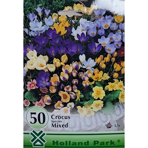 Krókusz virághagyma - Crocus Species mixed 50 db-os