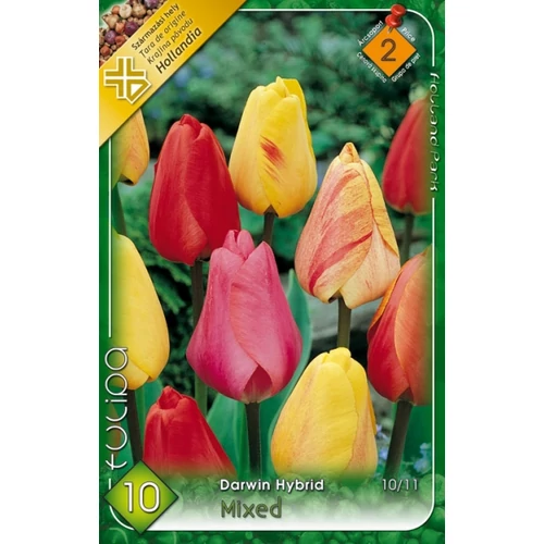 Tulipán Darwin hibrid mix - 10 db