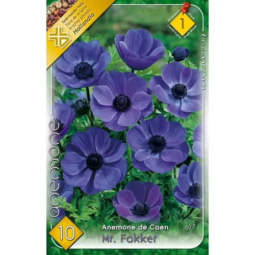 Anemone de Caen Mr. Fokker Koronás szellőrózsa - kék 10 db