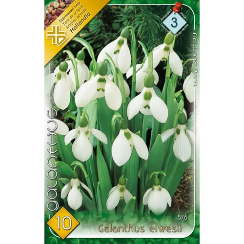 Galanthus elwesii Pompás hóvirág - 10 db