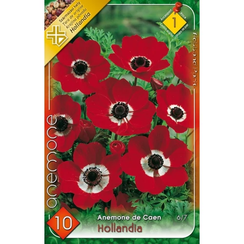 Anemone de Caen Hollandia Koronás szellőrózsa - piros 10 db